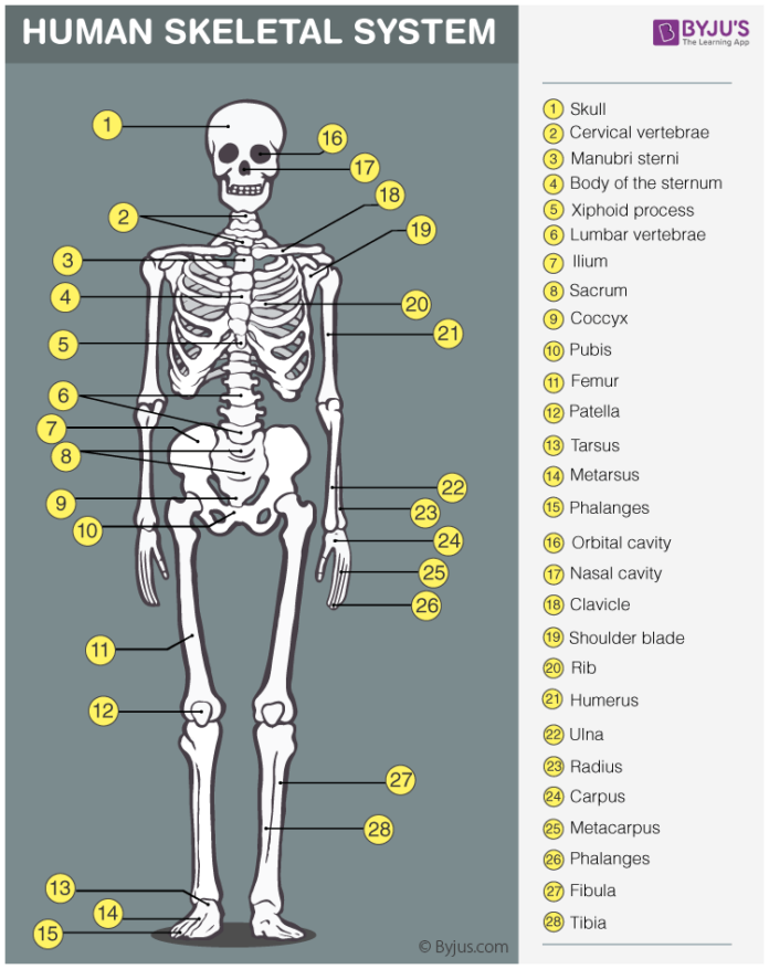 skeletal system
